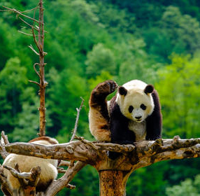 成都九寨沟黄龙-都江堰熊猫乐园 德勒品质6天5晚旅游 